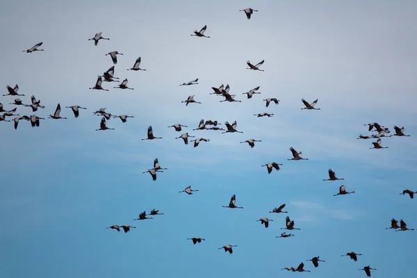 Grúas al azar volando contra el cielo, vista de perfil —  Fotos de Stock