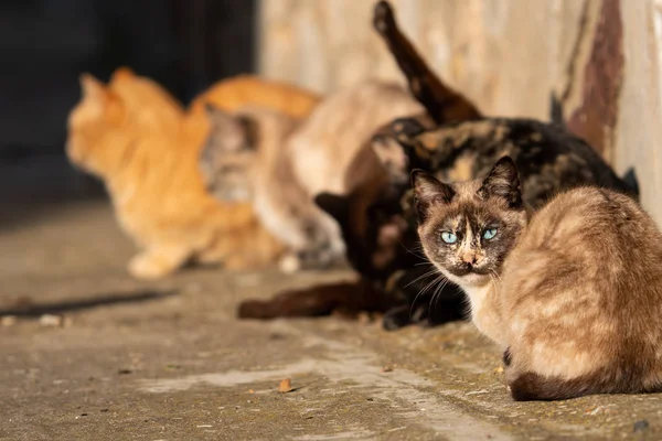 Koty opalające się z jednym z nich patrzącym w kamerę — Zdjęcie stockowe