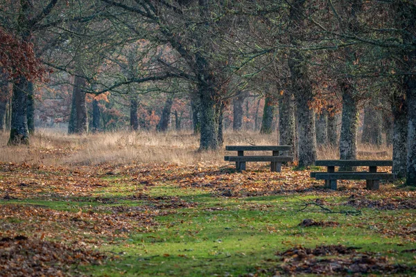 Park z kamiennymi stołami i ławeczką w lesie dębowym — Zdjęcie stockowe