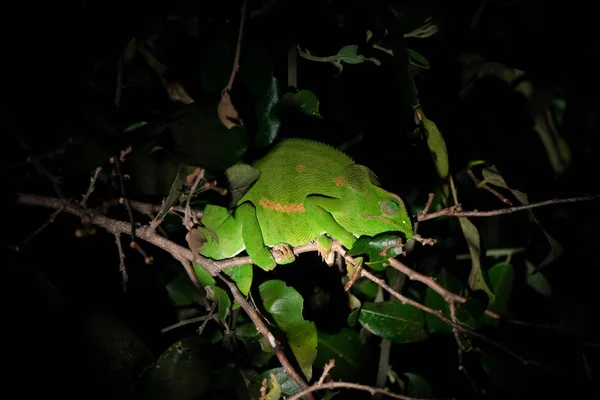 Chameleon at deep night over branch in Safari — Stock Photo, Image