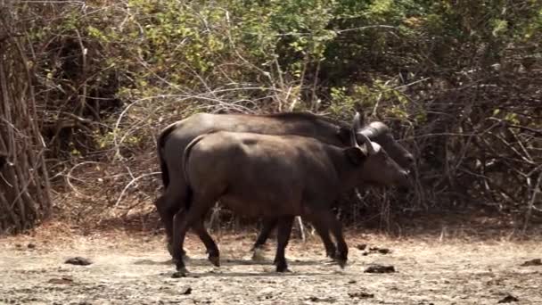 Buffalo chodzenie w bardzo zwolnionym tempie, widok profilu — Wideo stockowe