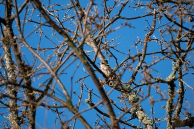 Thüren kuşu ağaç dallarında kamufle oldu.