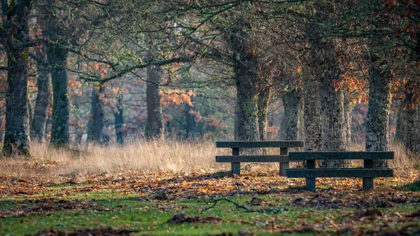 Park z kamiennymi stołami i ławeczką w lesie dębowym — Zdjęcie stockowe