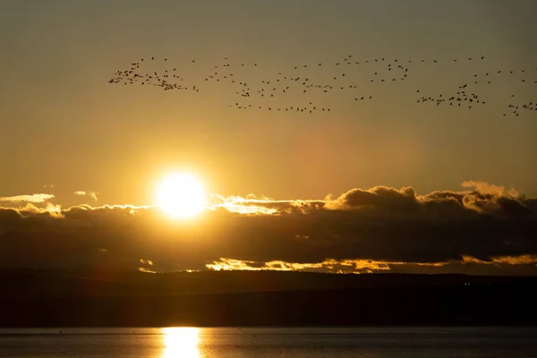 Gran grupo de grúas volando al atardecer sobre el sol — Foto de Stock