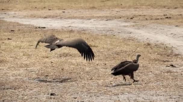 Akbaba ağır çekimde koşuyor ve uçuyor. — Stok video