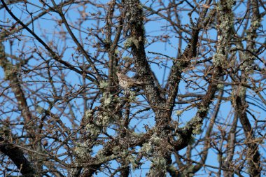 Ağaç dallarına saklanmış Thursh kuşu, alt manzara.