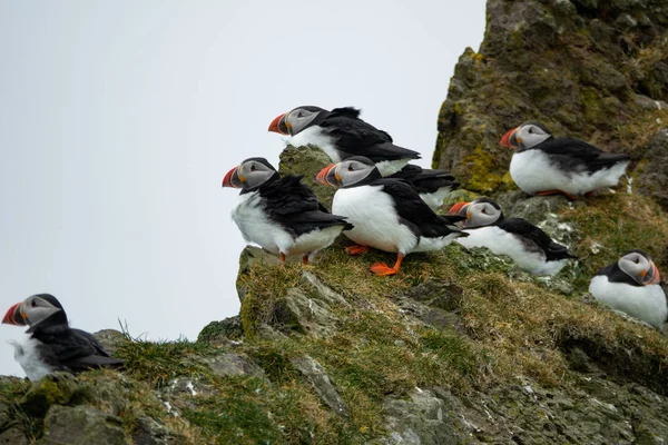 Cold and windy climate with puffins over the rocks Stock Photo