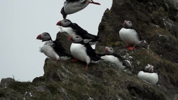 Puffing atterraggio sopra le rocce nel mezzo del gruppo — Video Stock