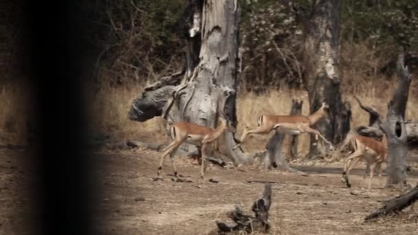 Profil bild av impala kör i slow-mo — Stockvideo