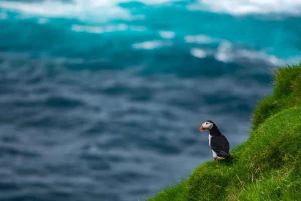 Puffin at the edge of the cliff — Stock Photo, Image