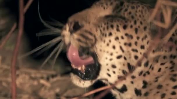 Nachtansicht des Leopardenkopfes, der den Mund öffnet — Stockvideo
