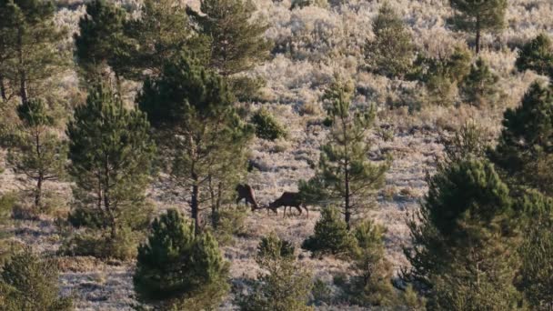 Dos ciervos peleando en el arbusto con sus cuernos — Vídeos de Stock