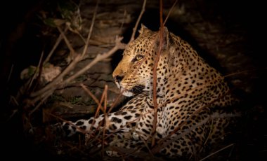 Leopar gece yere yattı.