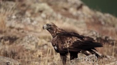 Aquila chrysaetos erkeği yerde besleniyor ve izliyor.