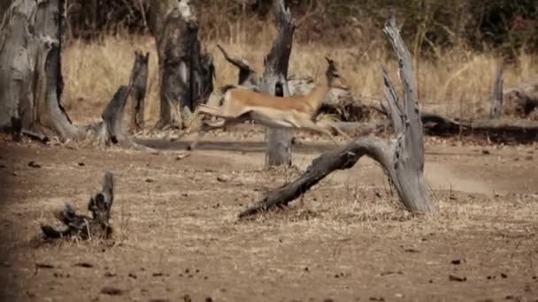 Profil vy över impala kör i slow motion — Stockvideo