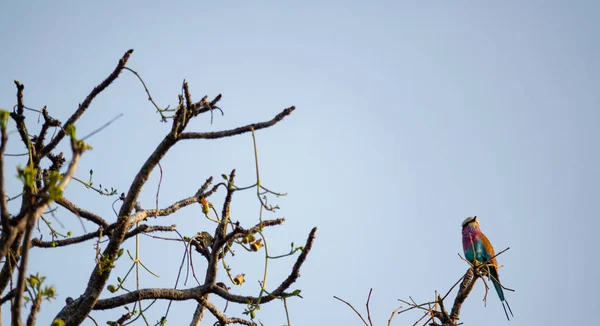 Carraca Lila, Coracias caudatus elegant blå fjäderdräkt uppe på trädgrenen — Stockfoto