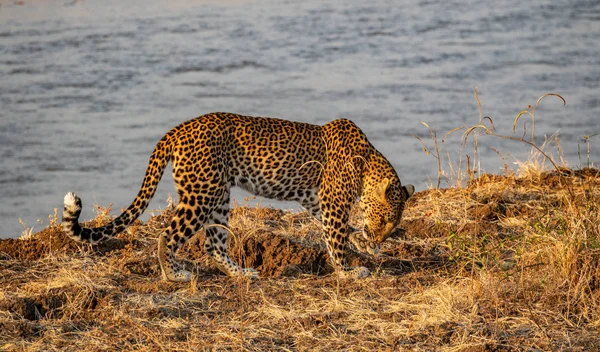 Leopardo lambendo frente perna esquerda perto do rio — Fotografia de Stock