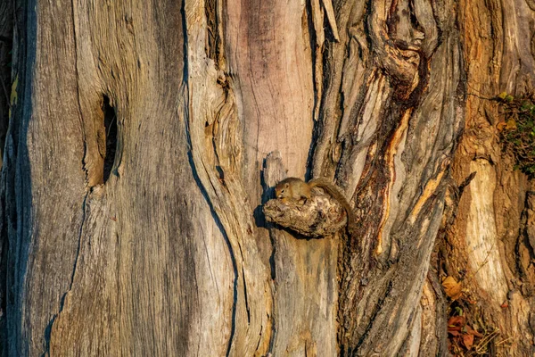 Long shot of squirrel camouflagged in the tree trunk — ストック写真