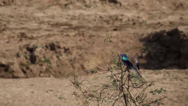 Carraca Lila, Coracias caudatus elegante plumaje azul comienza a volar en lento-mo — Vídeo de stock