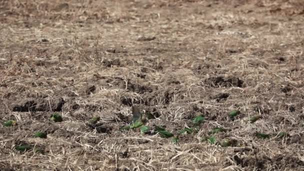 Grote liefdesvogels groep op de grond in slow-mo — Stockvideo