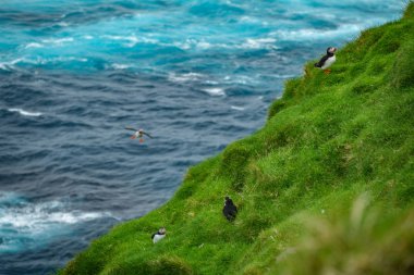 Tepede yuva arayan martılar.