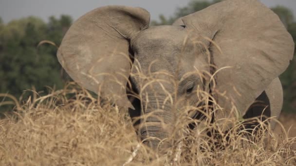 Elefante detrás de los altos arbustos aleteando orejas — Vídeos de Stock