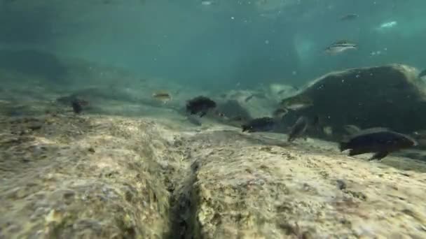 Kleurrijke vissen in het meer van Malawi — Stockvideo