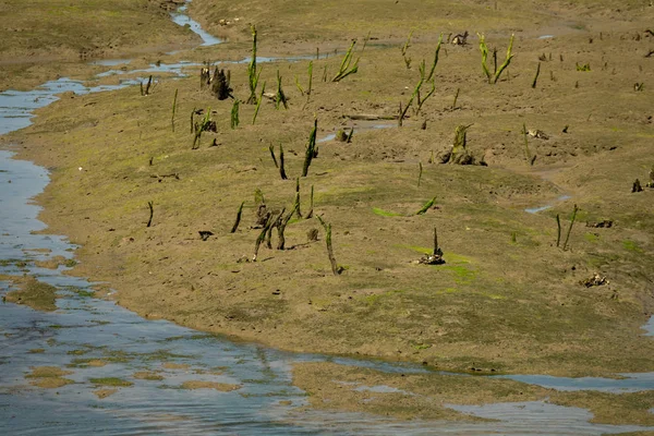 Marée basse avec troncs morts dans la boue — Photo