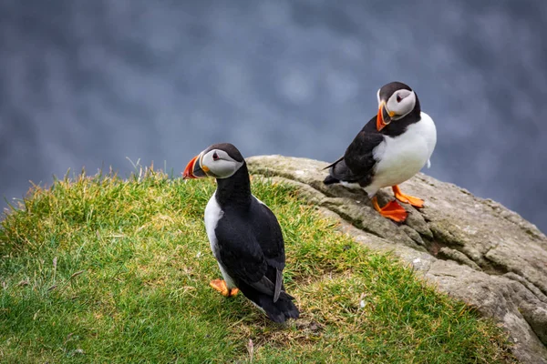 Puffin neergestreken over de rotsen met een bewonderende — Stockfoto