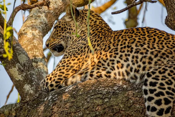 Нижний вид леопарда, лежащего над веткой — стоковое фото