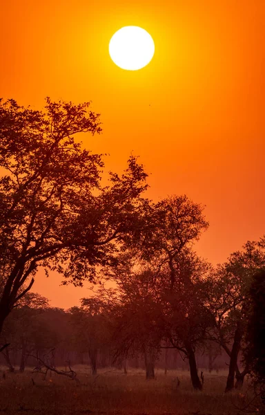 Surpreendente nascer do sol em safári africano com céu laranja — Fotografia de Stock