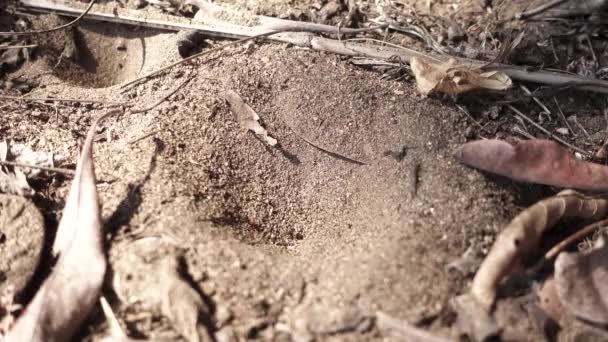 Myra flyr från myra lejon sandfälla — Stockvideo