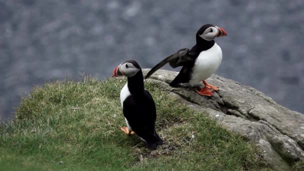 Puffins över klippan skakar vingar i slow-mo — Stockvideo