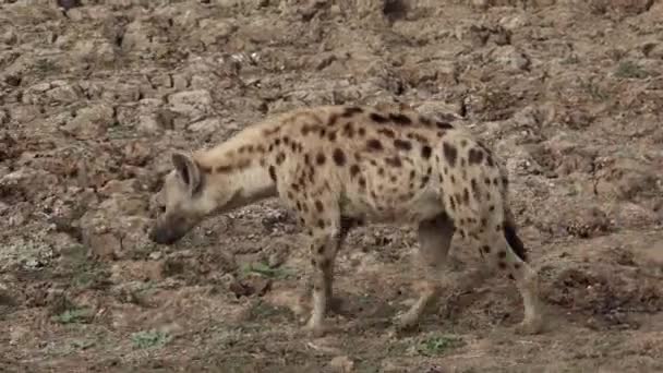 Siguiendo a la hiena caminando en la naturaleza — Vídeo de stock