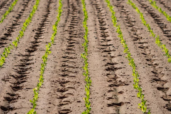 Заказанная плантация салата с отпечатками ног на каждой борозде — стоковое фото