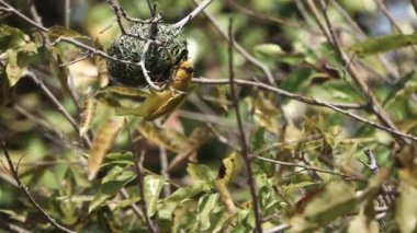 Ploceidae kuşu yuvadan çok yavaş bir şekilde uçuyor.