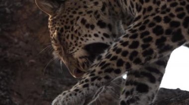 Leopar ağır çekimde sol bacağını yalıyor.