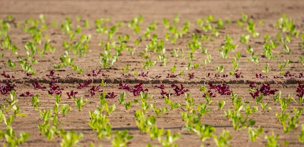 Plantação de alface ordenada com cores diferentes — Fotografia de Stock