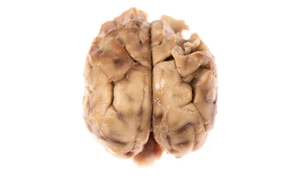 Top view of brain over white background — Stock Photo, Image