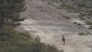 Boynuzu kırık bekar bir erkek geyik.