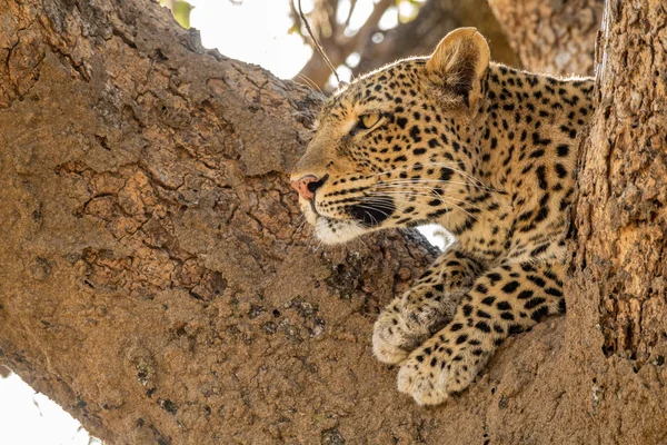Léopard sauvage au-dessus de l'arbre regardant au loin — Photo