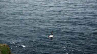 Martı okyanusun üzerinde ağır çekimde uçuyor.