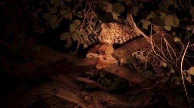 Bir ağaç dalının üzerinde puku avıyla leopar