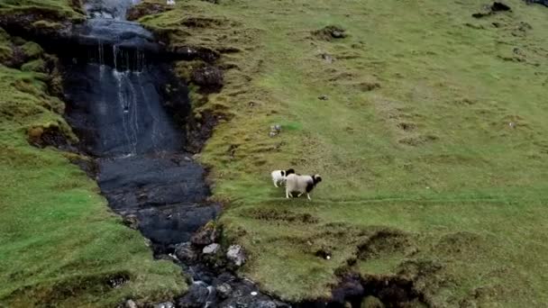 在陡峭的山坡上散步的绵羊和羊 — 图库视频影像