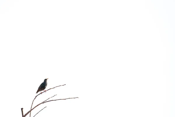 Starling over small branch on top of the tree — Stock Photo, Image