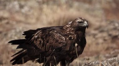 Aquila chrysaetos erkek kuş besleniyor ve izliyor.