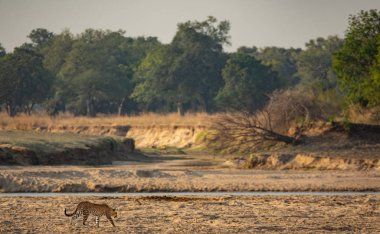 Wild leopard walking over the sand near river