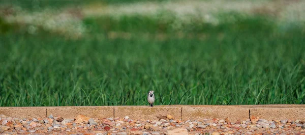 Motacilla alba uccello sopra mattoni guardando a destra — Foto Stock