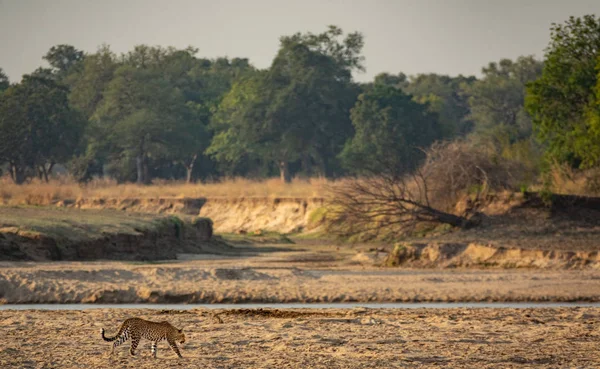 Дикий леопард, идущий по песку возле реки — стоковое фото