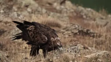 Aquila chrysaetos male bird raising head in slow-mo